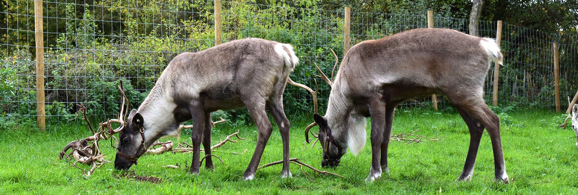 pair of reindeers grazing