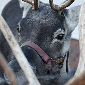 reindeer up close