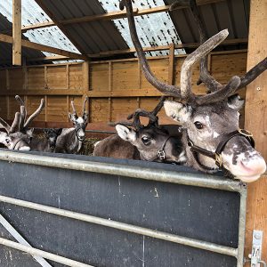 reindeer in barn