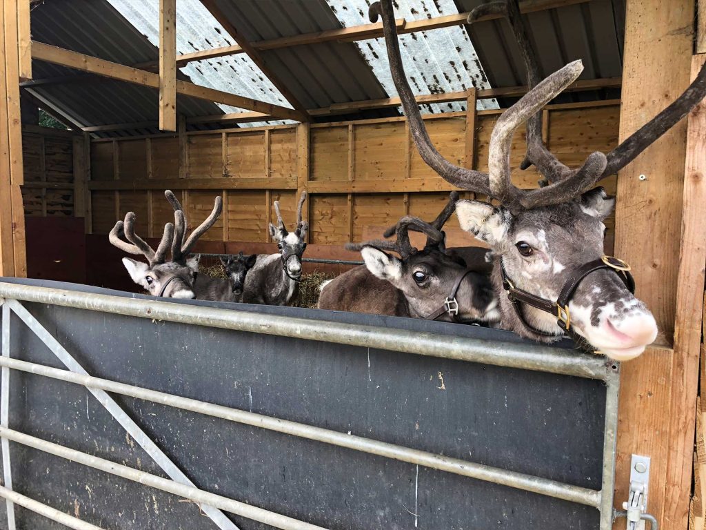 reindeer in barn