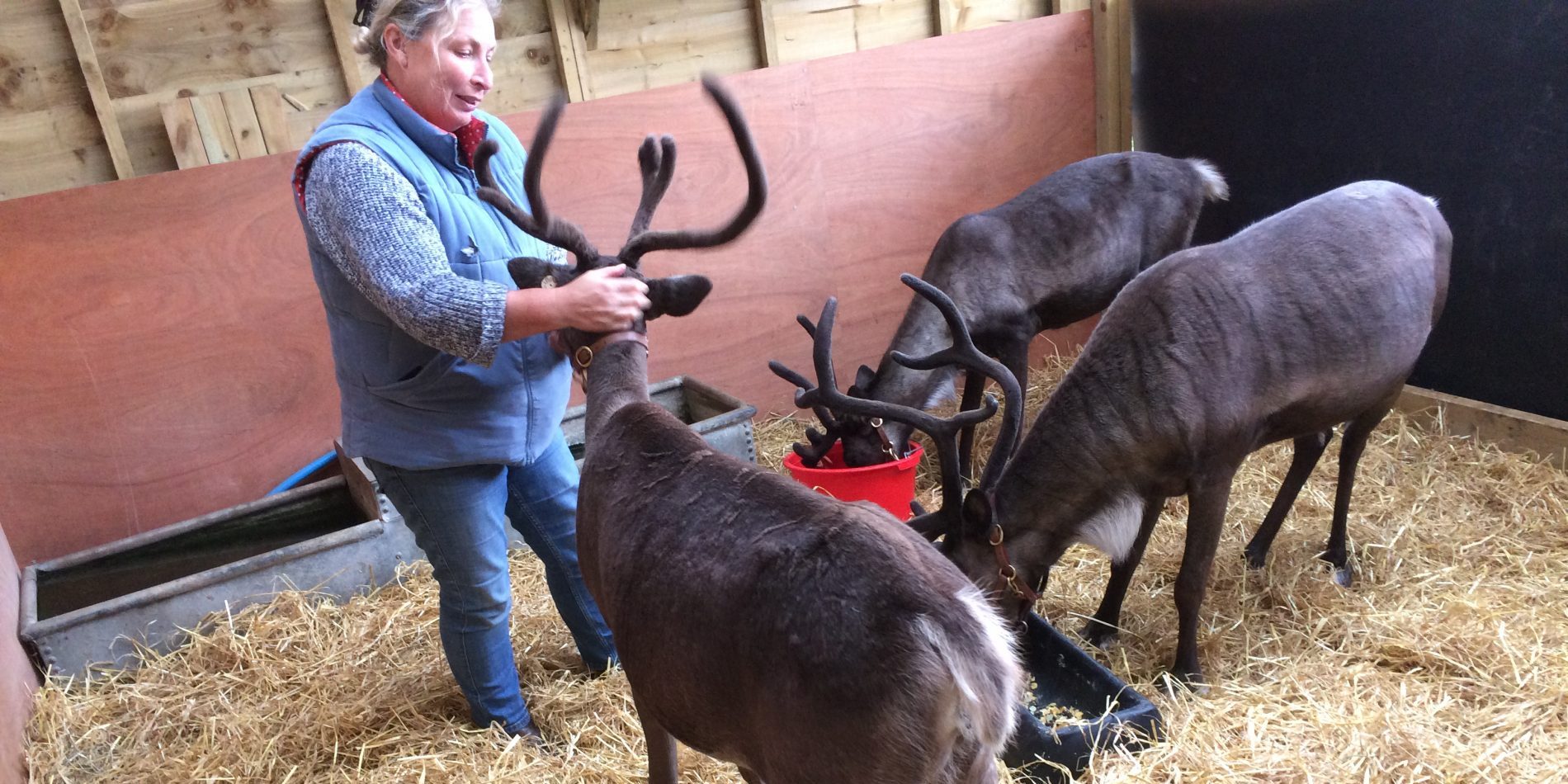 Reindeer and Handler