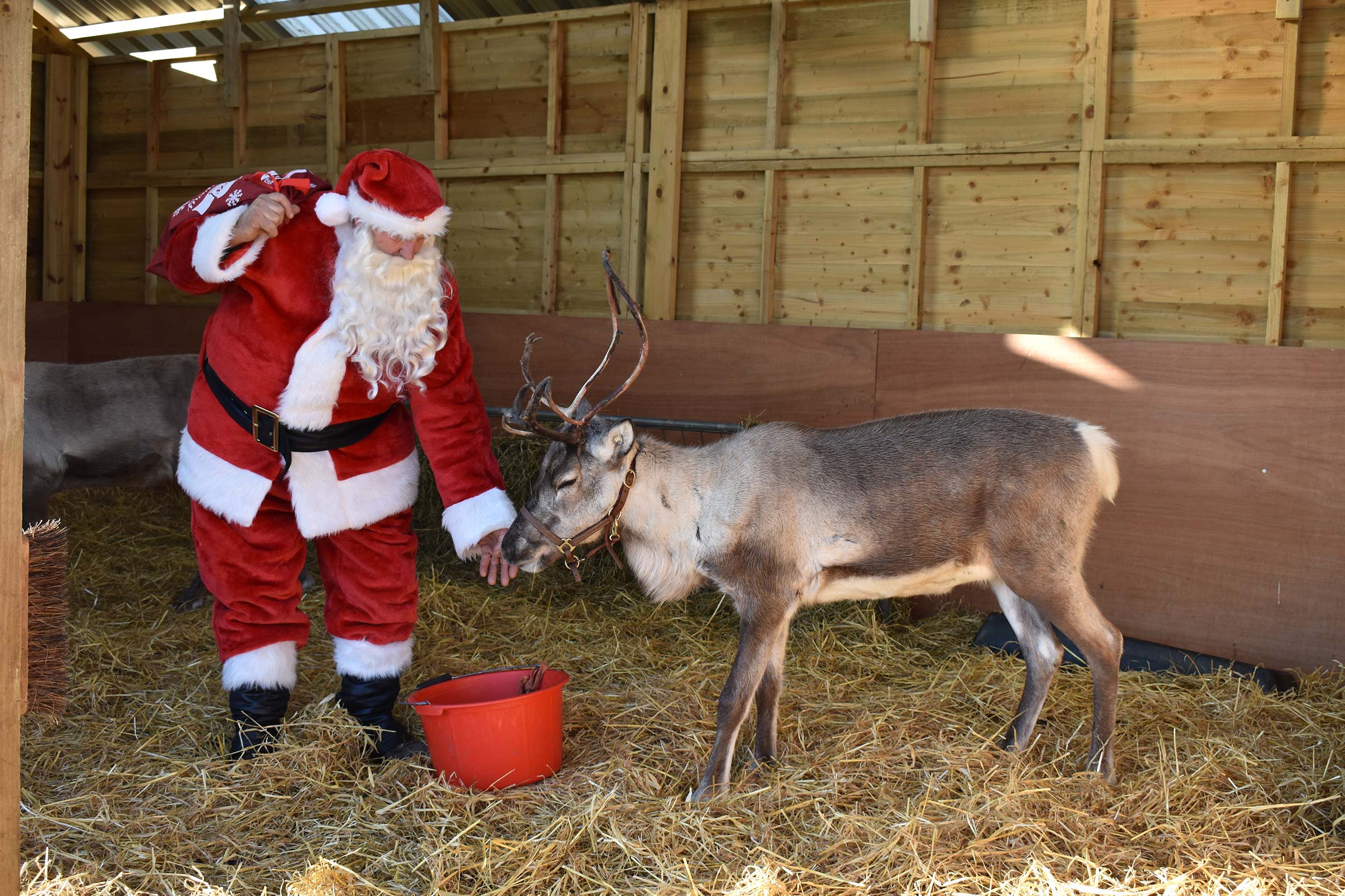 Santa feeding Reindeer