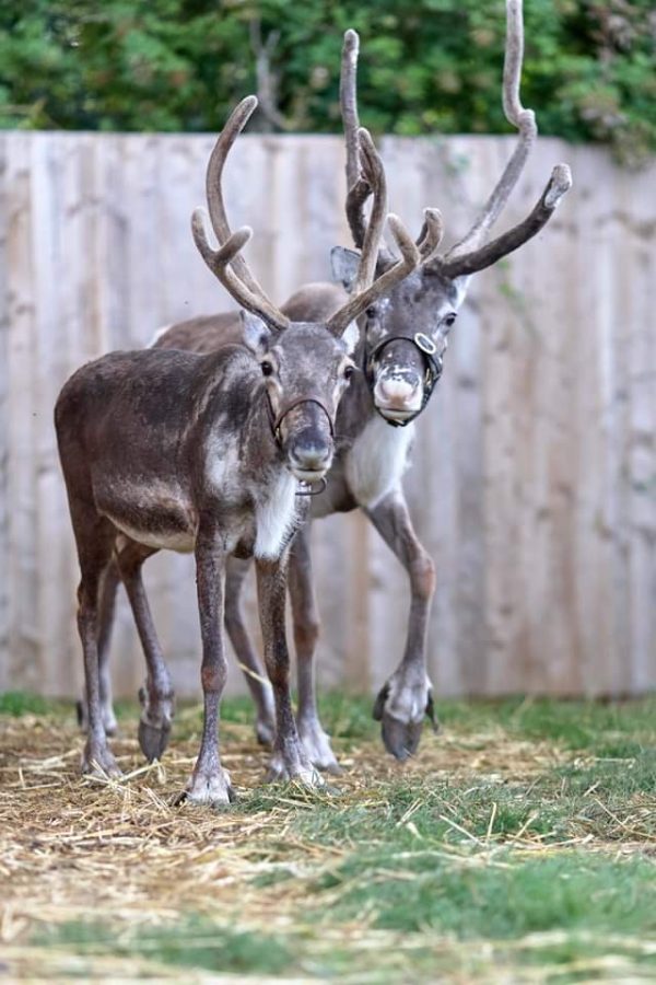 Bespoke Reindeer Tour